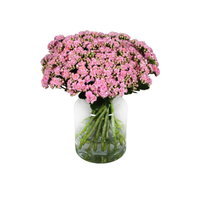 Roze